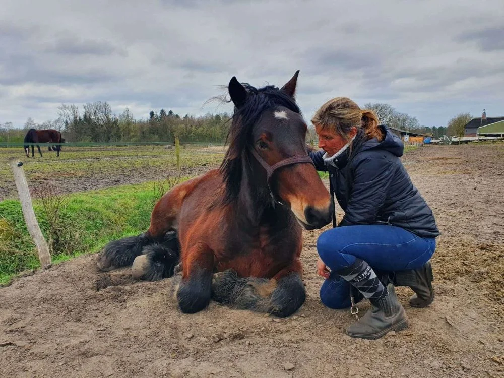 Een vrouw staat ontspannen naast een bruin trekpaard