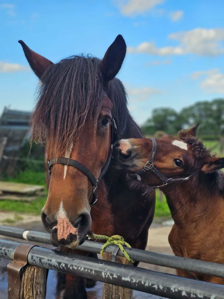 Trekpaarden tijdens een tocht door het bos